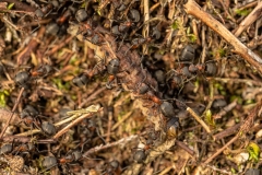 Rode bosmieren slepen rups in nest
