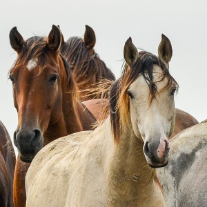 Kwelder-paarden Friesland